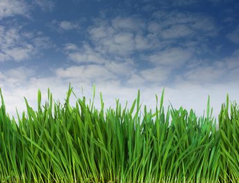 Get Healthy Green Grass with the Right Fertilization Plan!